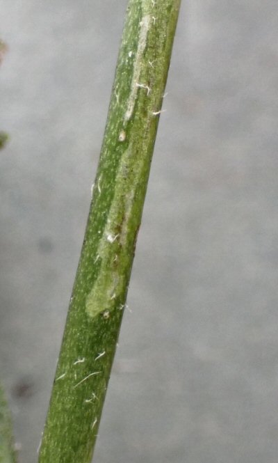 larva in mine