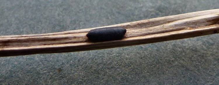 dorsal view of puparium