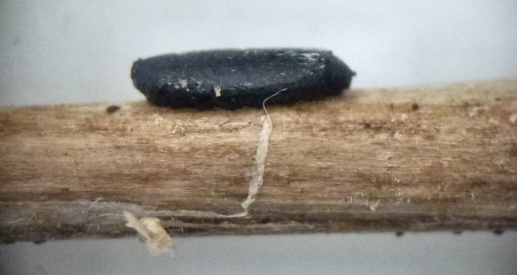 puparium lateral
