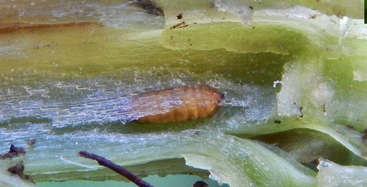 brown puparium