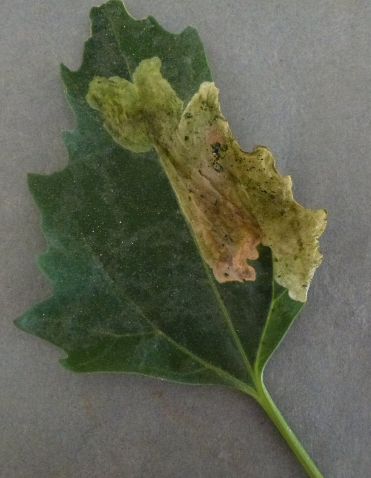 large blotch mines upper side