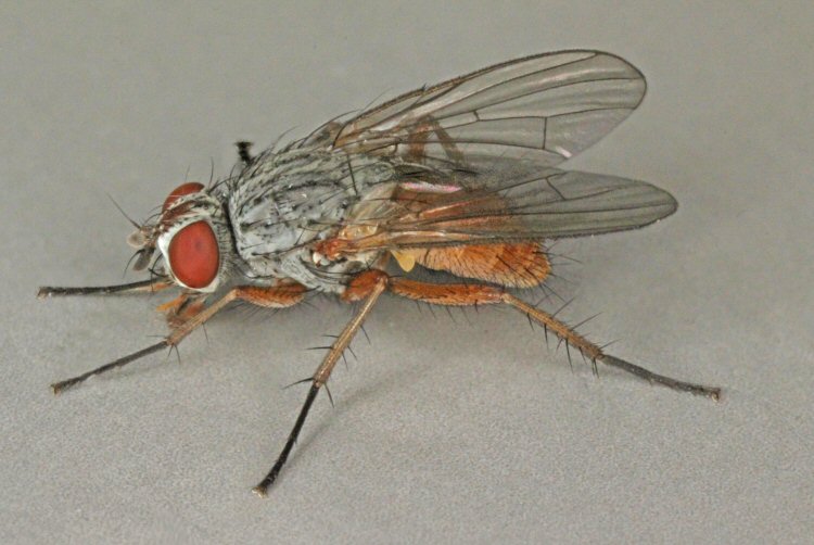 adult