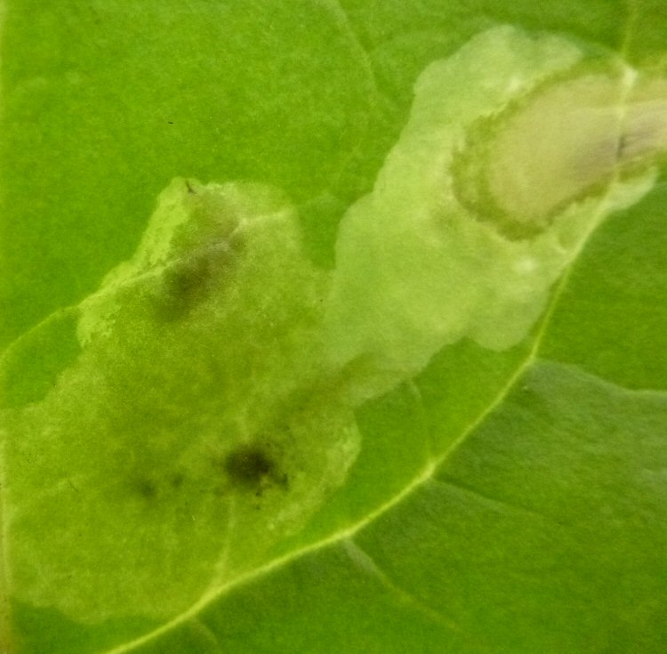 larva in mine