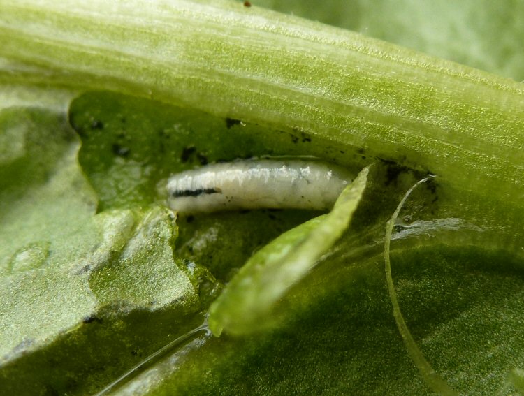 larva in mine