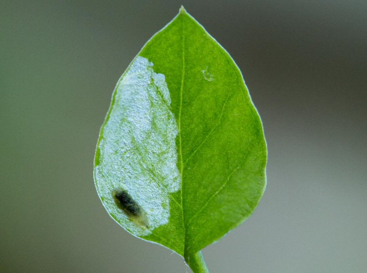 larva in mine
