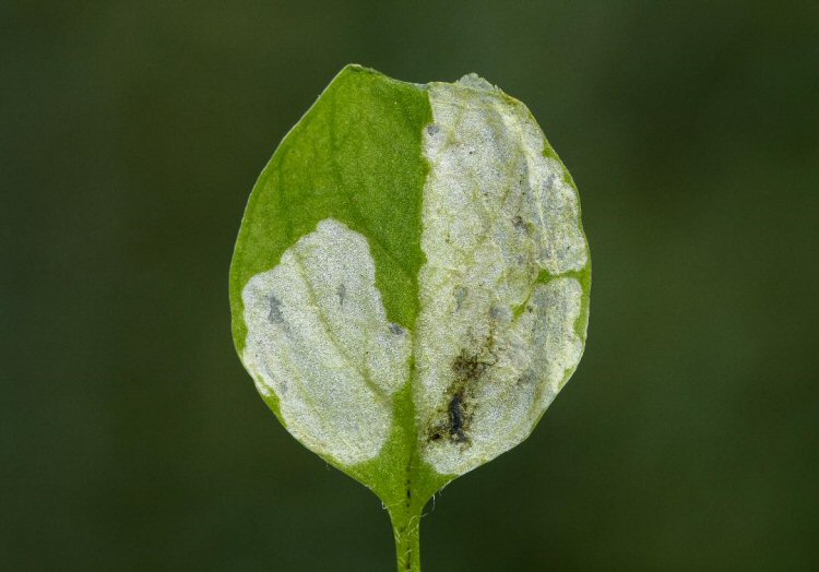 the leaf may be mined out