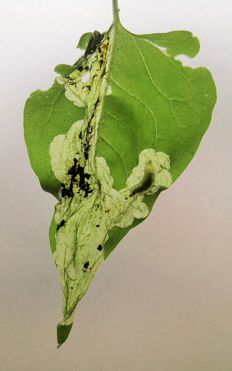 large larva
