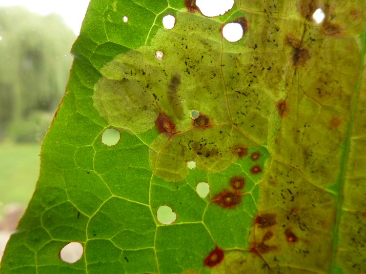 larva in min e