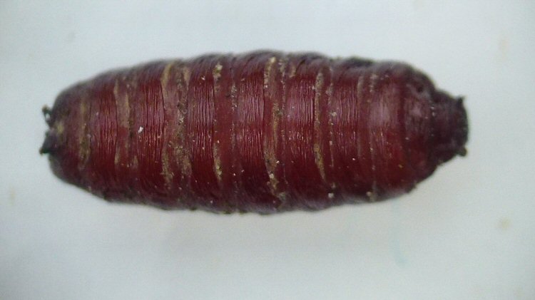 puparium dorsal