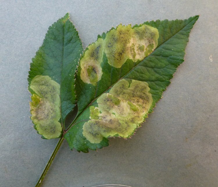 many mines in a leafg