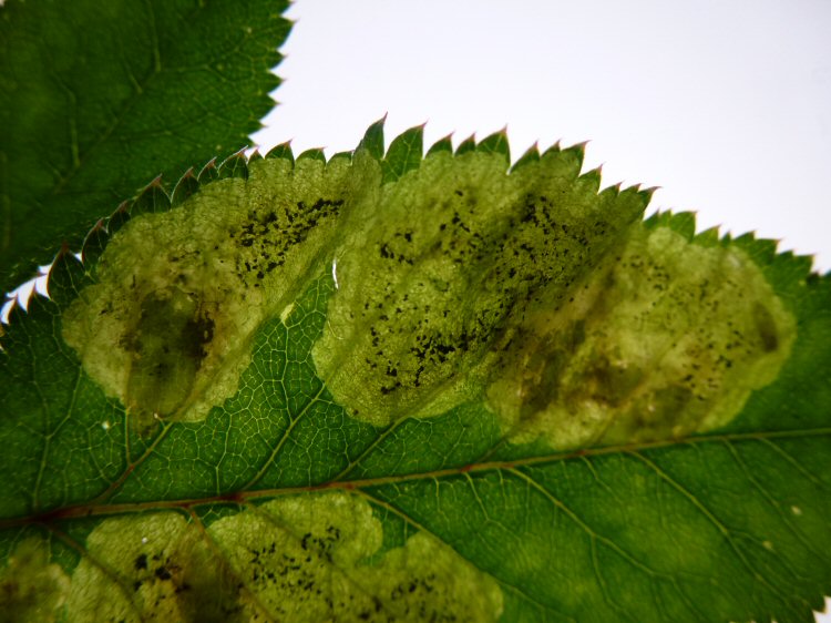 larva in mine