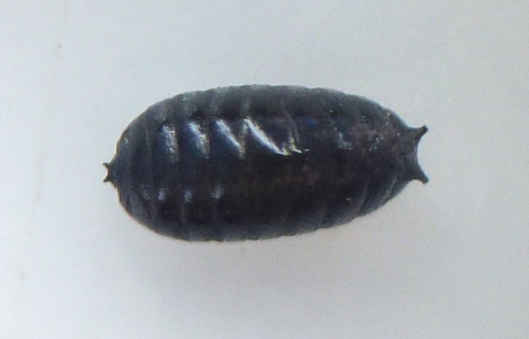 puparium dorsal