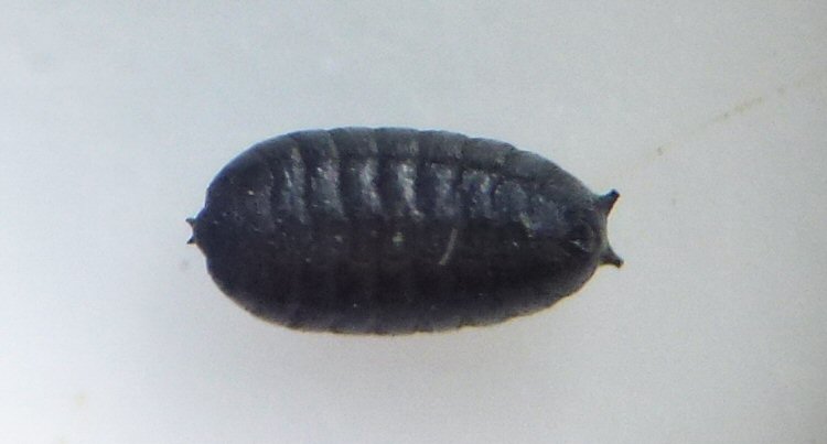 puparium ventral