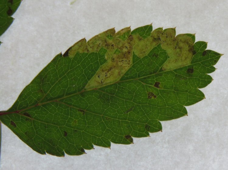 blotch mine