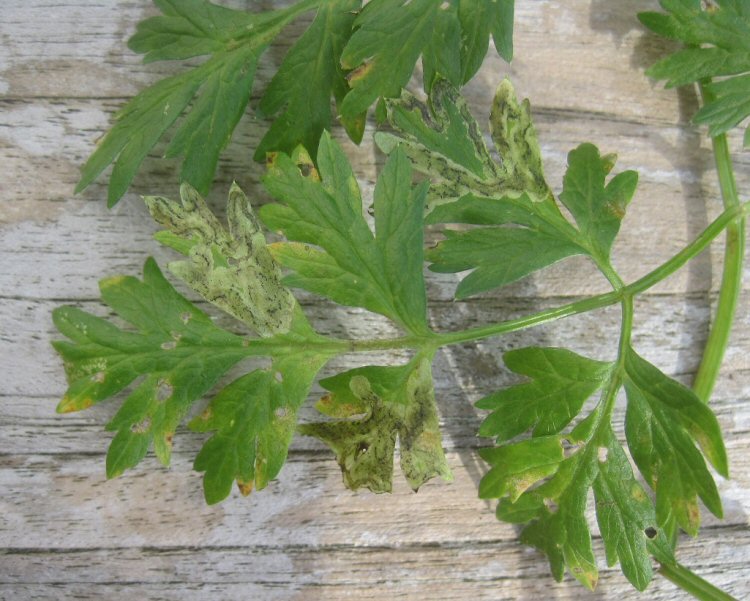 BLOTCHES ARE FORMED