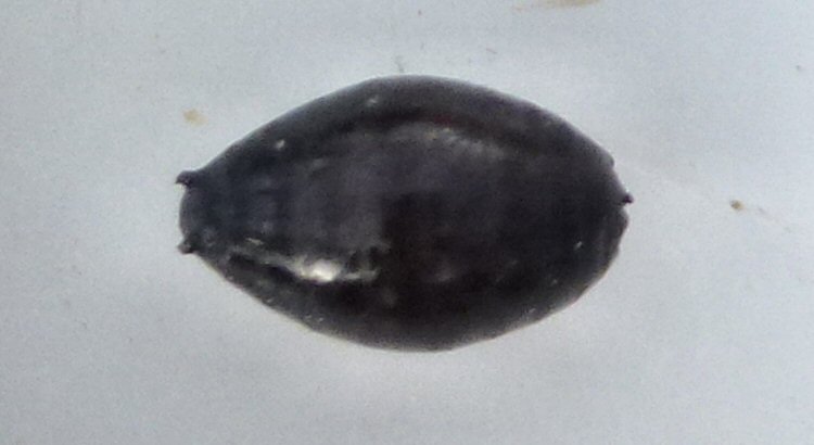 dorsal 
