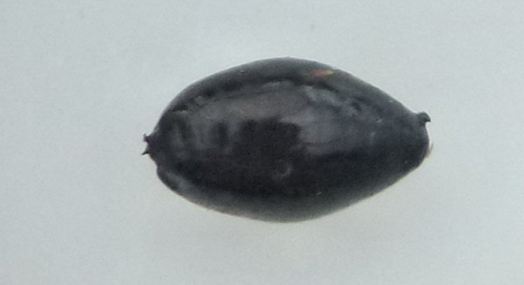 lateral