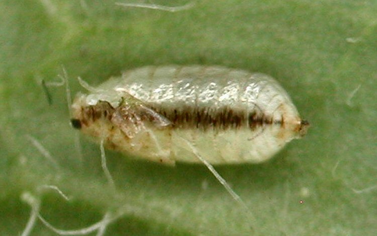 pupa dorsal view