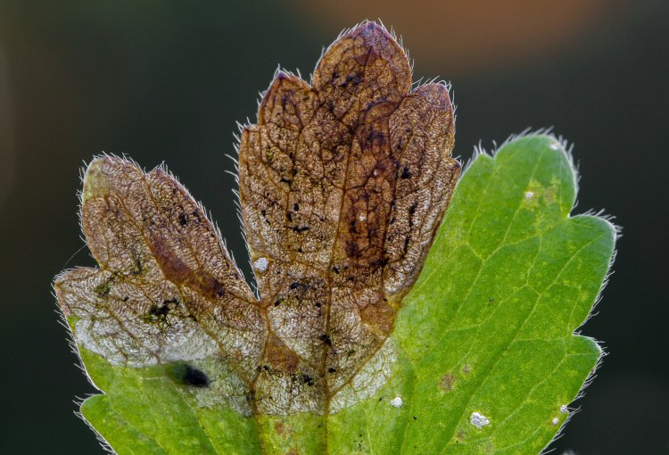 pupa in mine