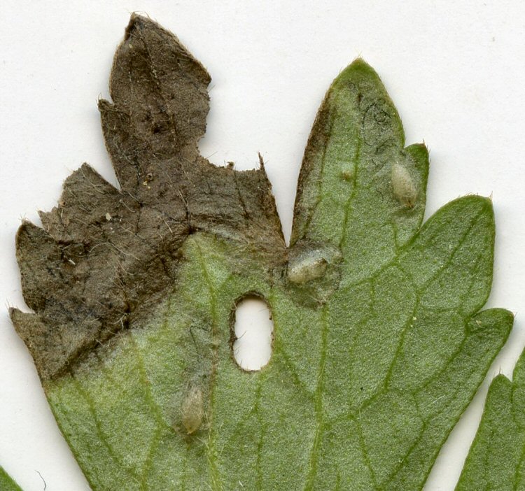 puparia under leaf