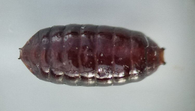 puparium dorsal
