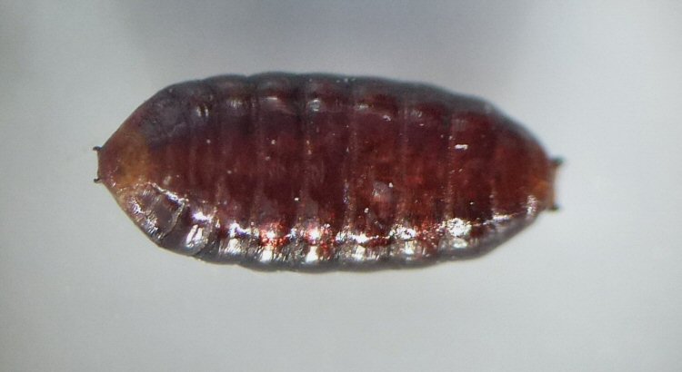 puparium ventral