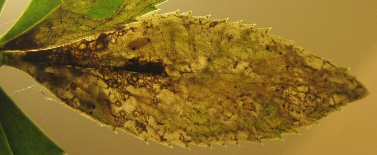 mined leaf