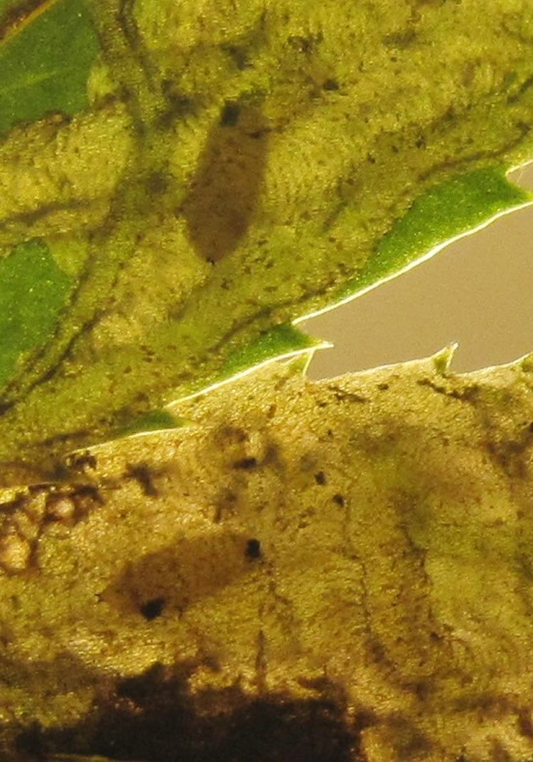 pupae