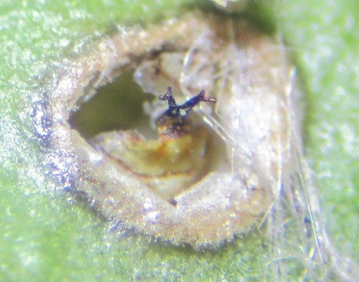 forked spiracula