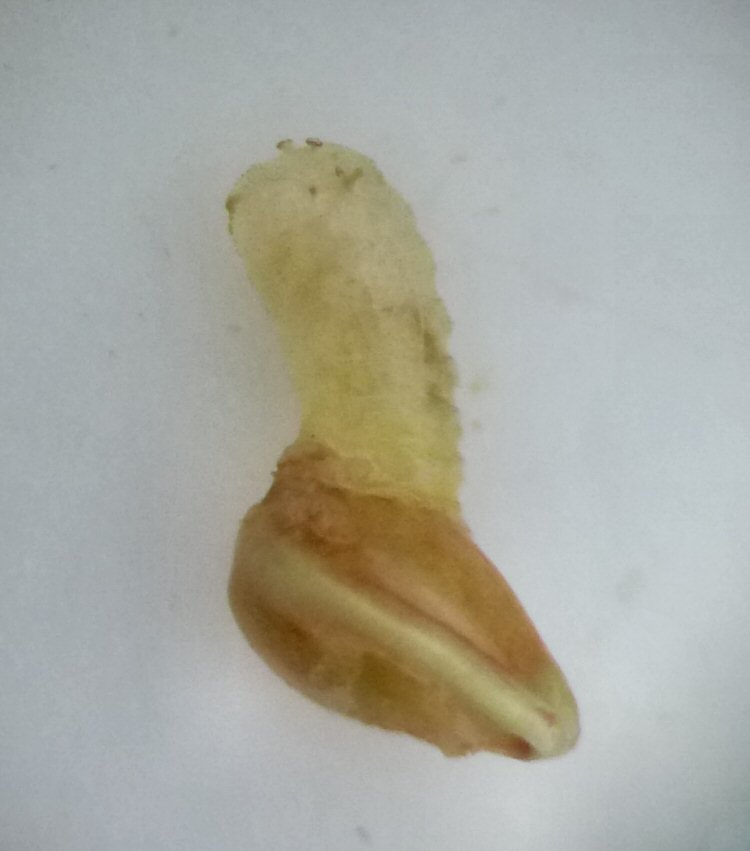 larva in sed