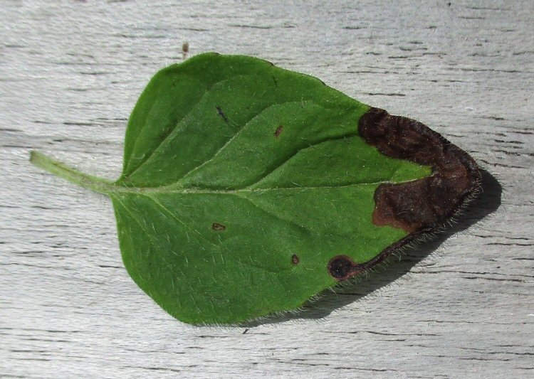 forms a dark blotch on the leaf edge