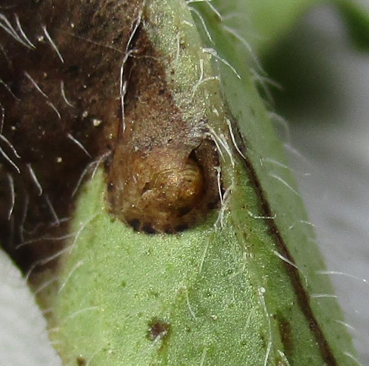 pupa protruding