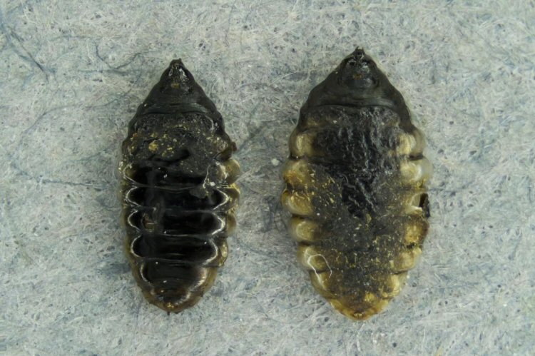 puparia