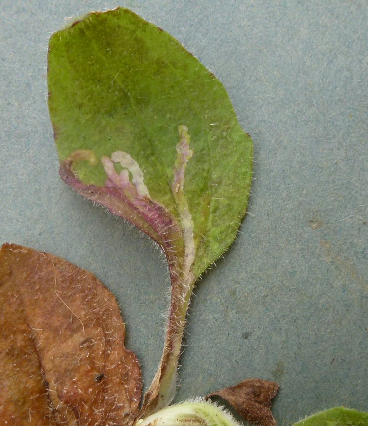 upper surface