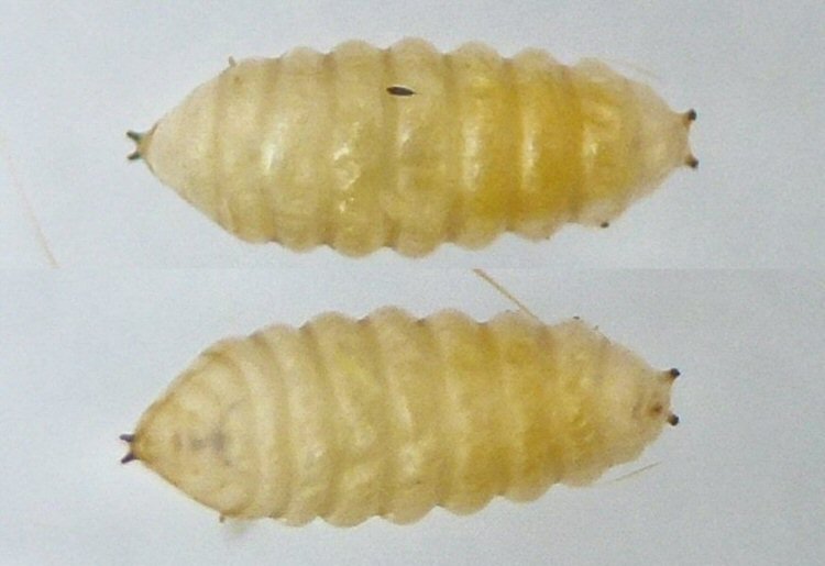 puparia