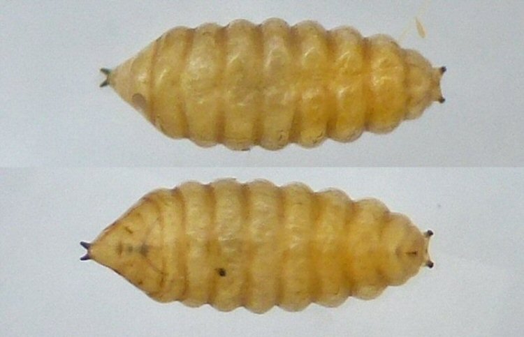 puparia