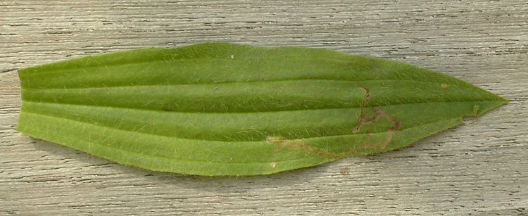 upper surface