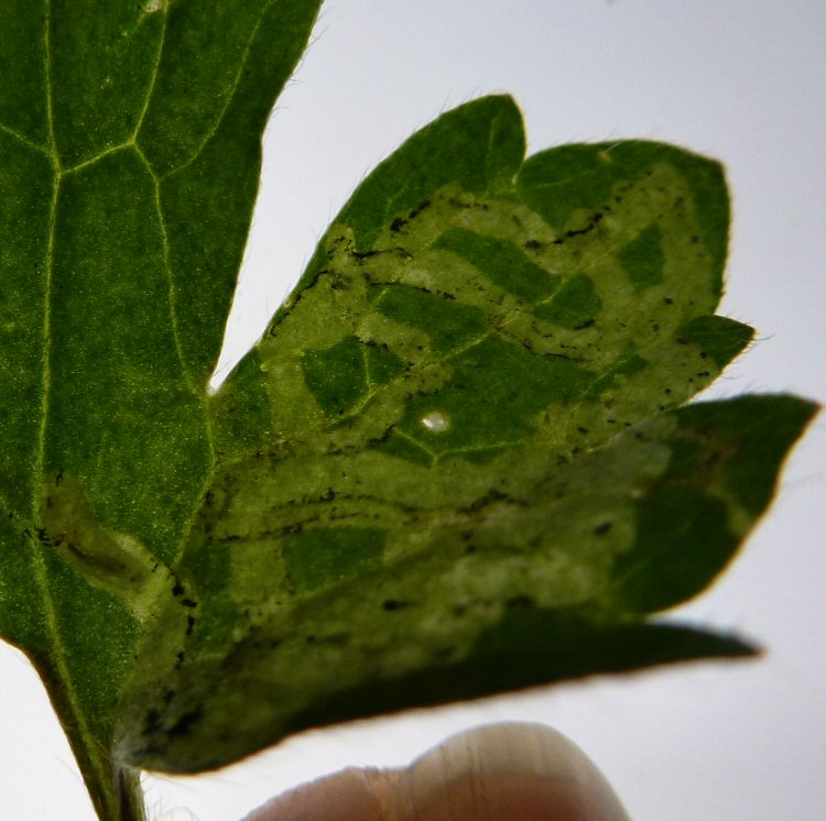 larva in mine