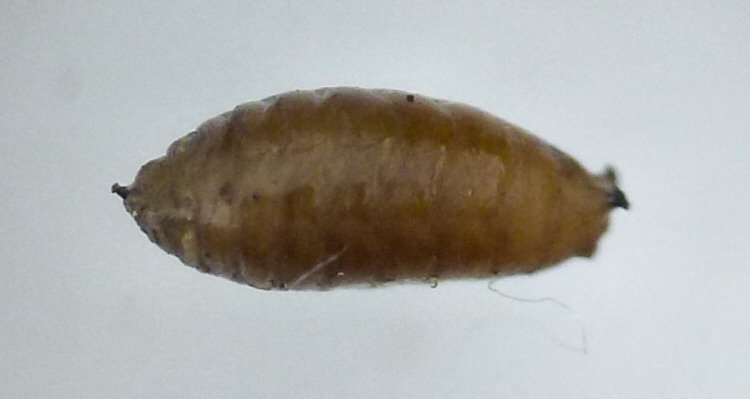lateral view of pupa