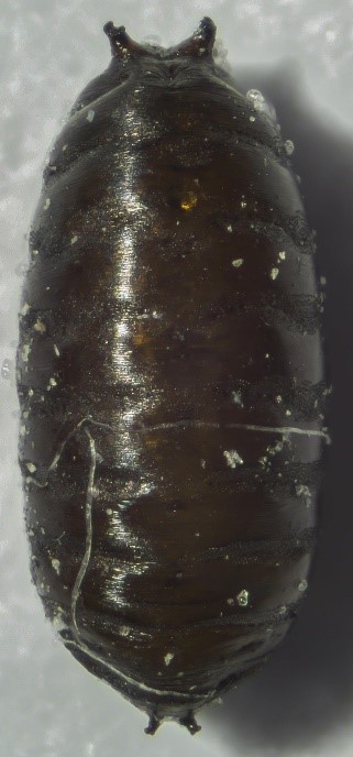 pupa