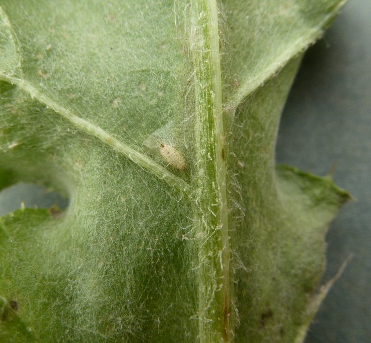 white puparium