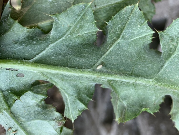 white puparium