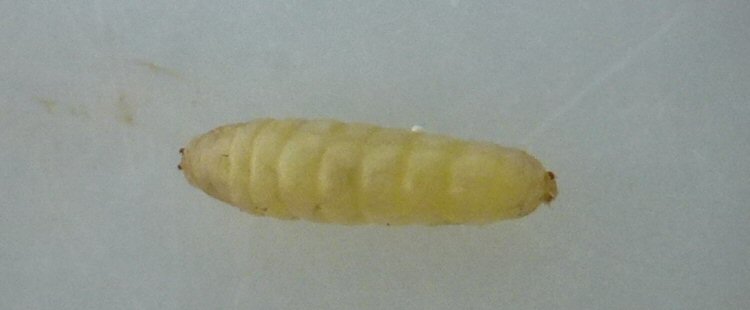 puparium dorsal