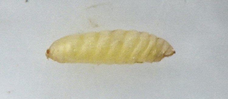 puparium lateral