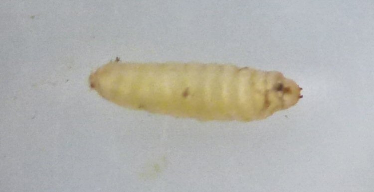 puparium ventral