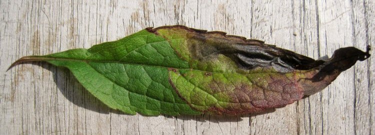 the laef tip discolours