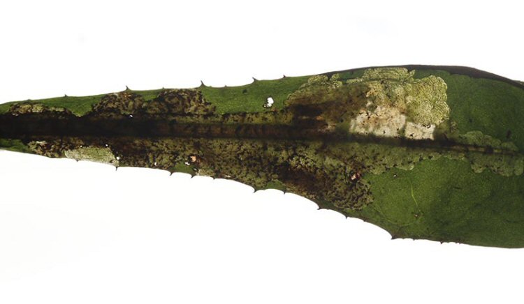 larva in mine