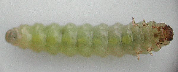 ventral view