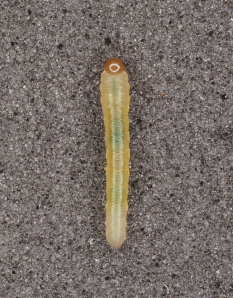 larva dosrsal view