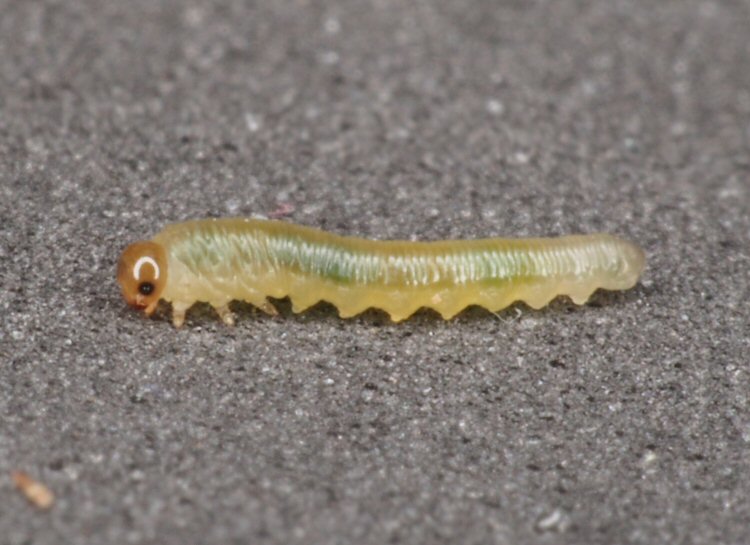 larva ventral view